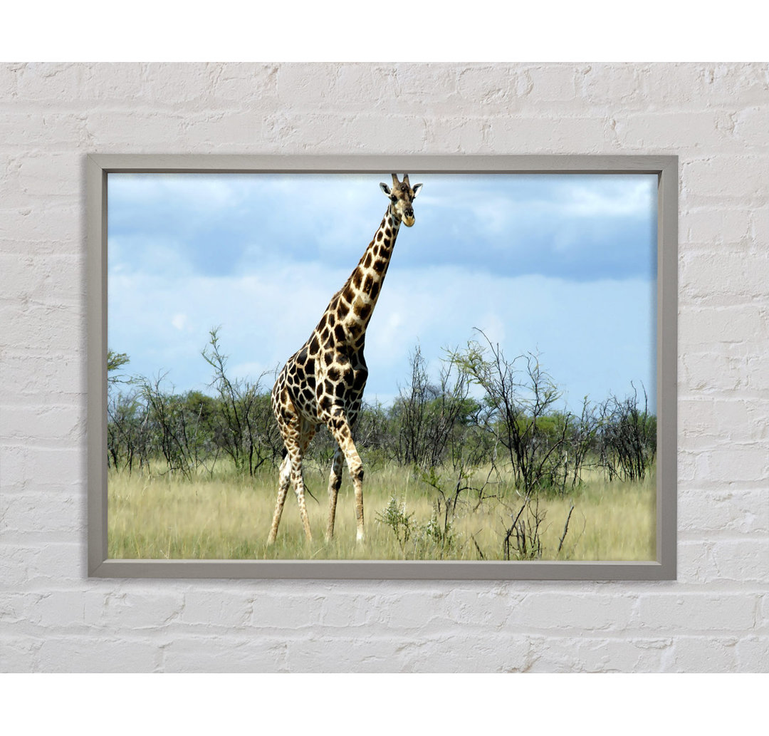 Giraffe in der Wildnis von Namibia - Druck