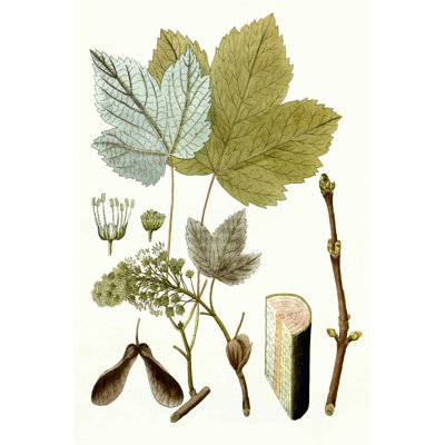 Feuilles d'érable IV