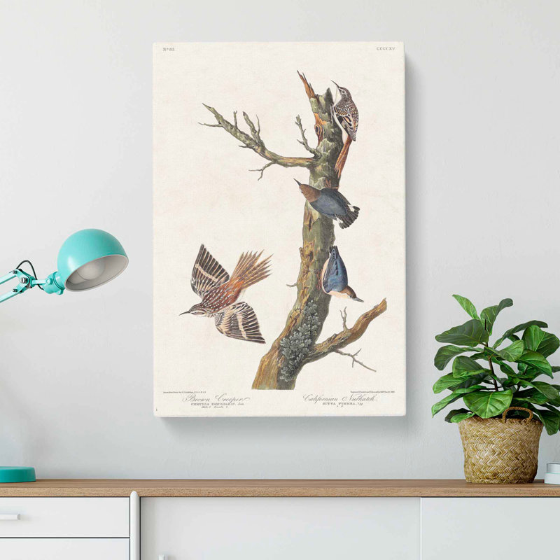Nuthatch & Creeper Birds by John Audubon - Wrapped Canvas, 76cm H x 50cm W x 3cm D