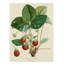 «Bessa Strawberries» par Pancrace Bessa, reproduction d'art sur toile tendue-1684050892