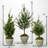 Simms 32'' Faux Cedar Tree in Cement Pot