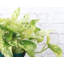 Live Marble Queen Pothos Plant-49662261