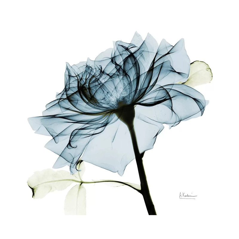 Rose III by Albert Koetsier - Wrapped Canvas Print, 93.98 cm H x 93.98 cm W x 1.91 cm D