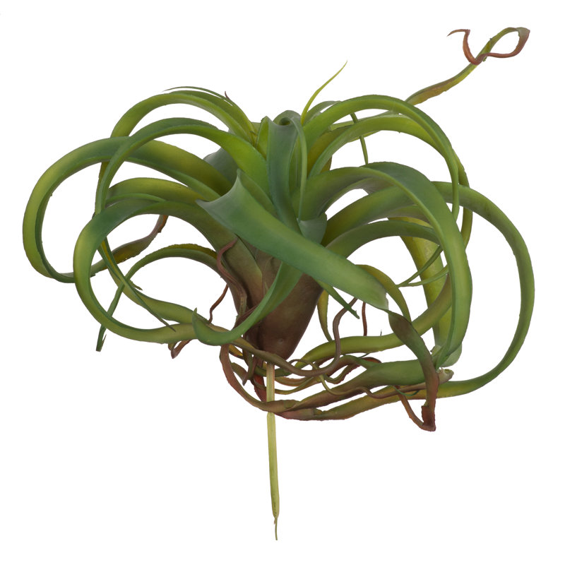 Fausse plante araignée verte, Vert foncé