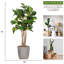Palmier artificiel Panama dans un vase-30893322