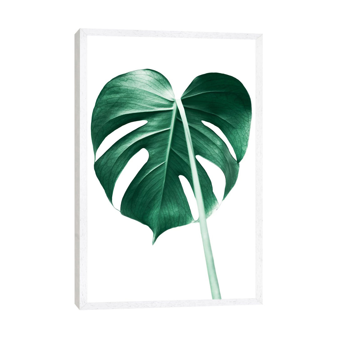 Monstera Leaf