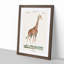 Giraffe by P.J.F. Turpin - Picture Frame Painting Print-55608612-55608614