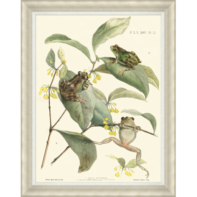 Tree Frogs Print