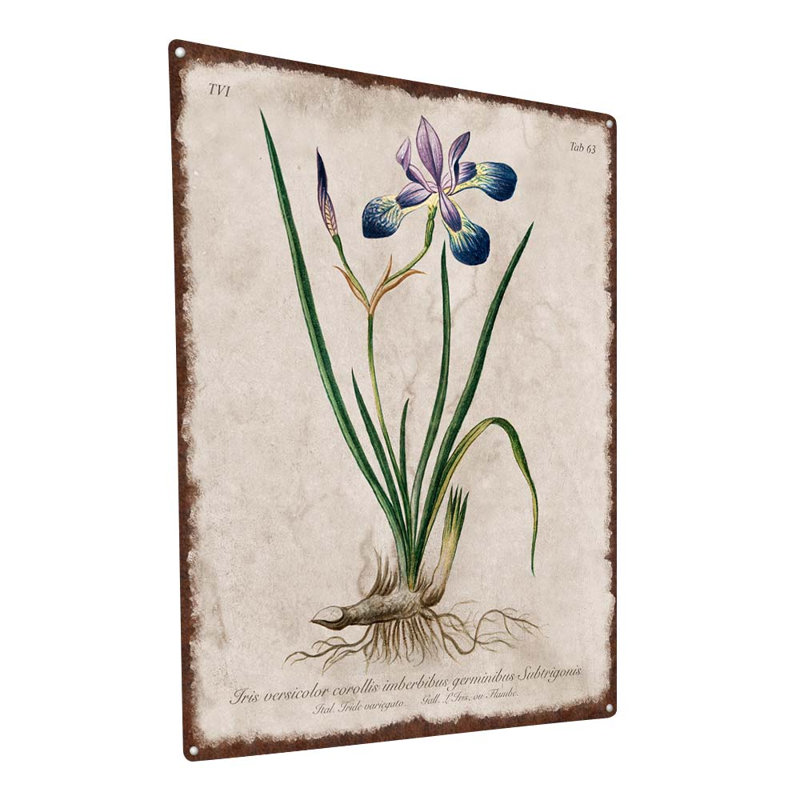 Illustration rétro de l'iris, H 15,5 po x l 11,5 po x P 0,04 po