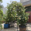 Arche de jardin en métal avec barrière W58,07 * H97,24