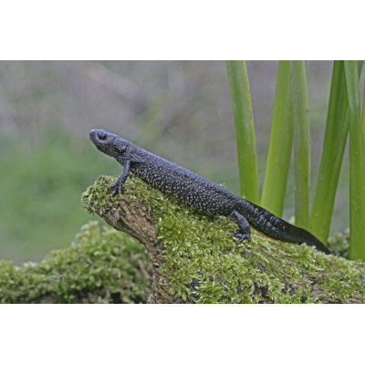Great-Crested Newt - Wrapped Canvas Print
