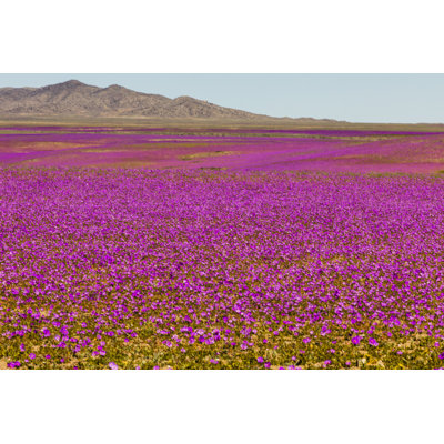 " Flowers Fields In Atacama Desert "