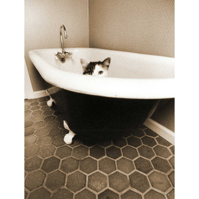 " Kitty III " by Jim Dratfield