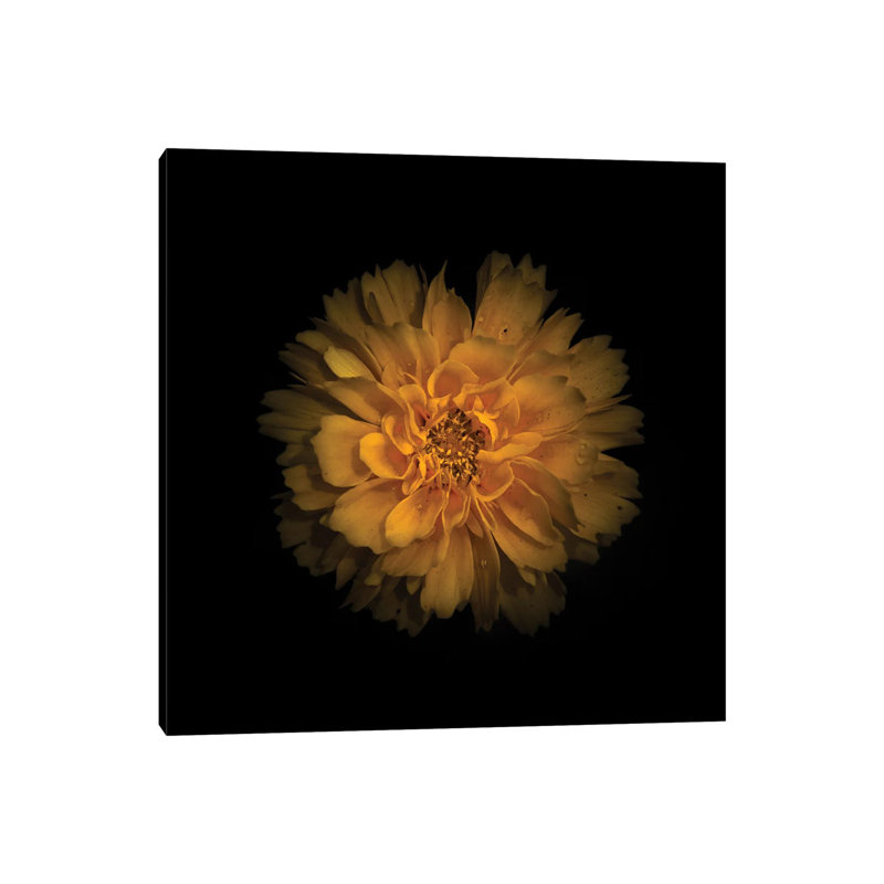 Yellow Dahlia by Brian Carson - Wrapped Canvas Print, 66.04 cm H x 66.04 cm W x 3.175 cm D