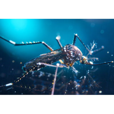 Adish Tiger Mosquito - Wrapped Canvas Print