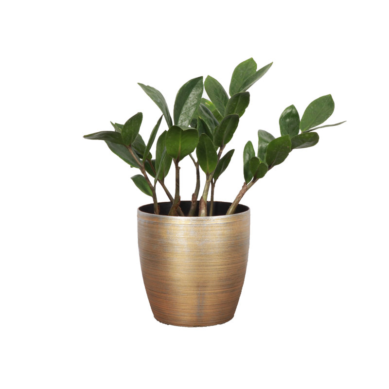 Live ZZ Houseplant in Classic Pot