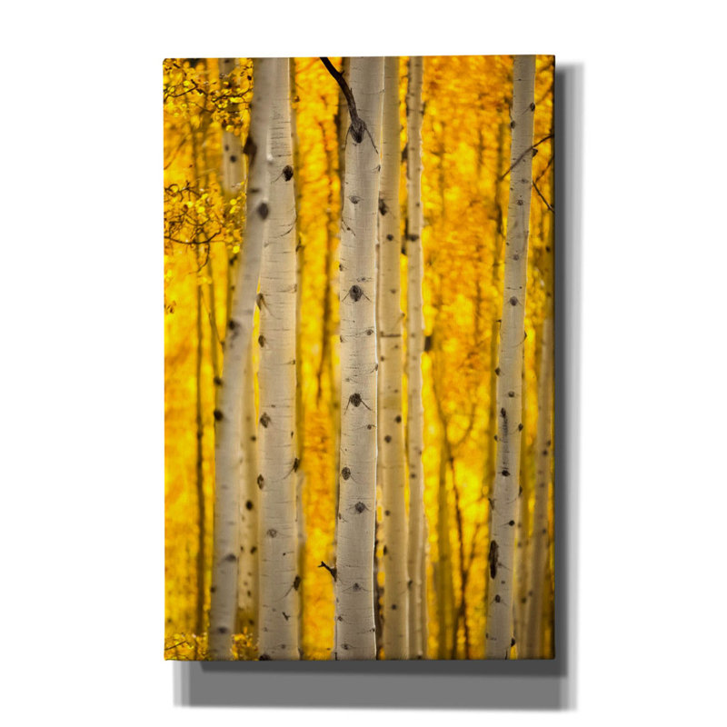 «Aspen Trees» par Jonathan Ross, art mural sur toile, H 40 po x l 26 po x P 1,5 po
