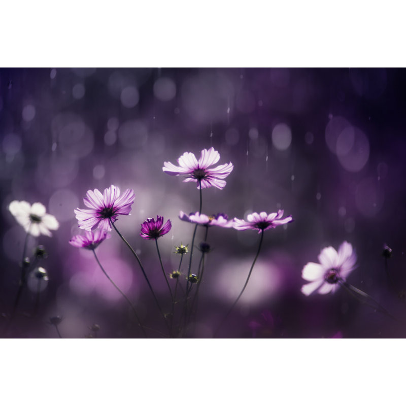 Wrapped Canvas Print, 60.96 cm H x 91.44 cm W