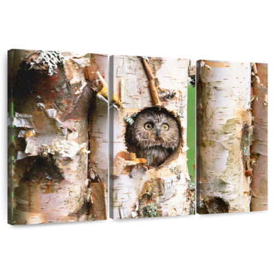 Brampt Owl In Tree Hole