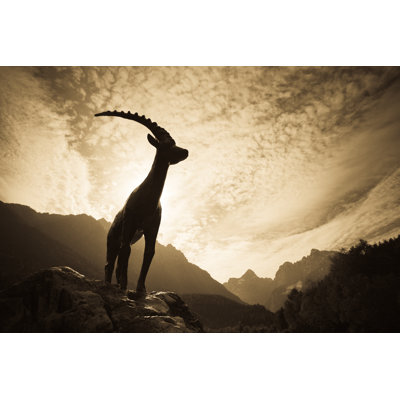Mountain Ibex by Mistikas
