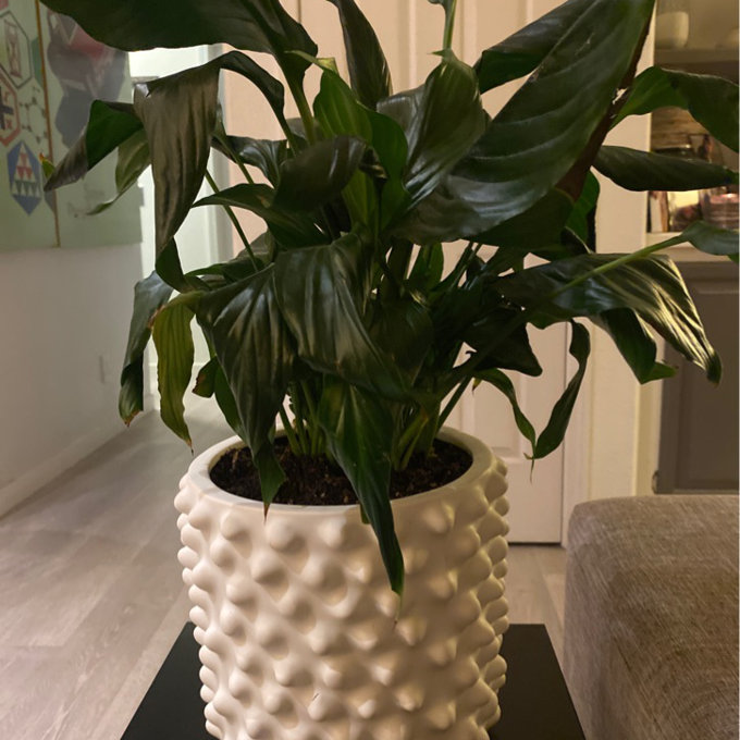DBKD Cloudy Ceramic Pot Planter & Reviews | AllModern