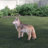 Coyote Standing Statue