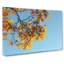 Golden Leaves Of The Sycamore Tree - Wrapped Canvas-55366105