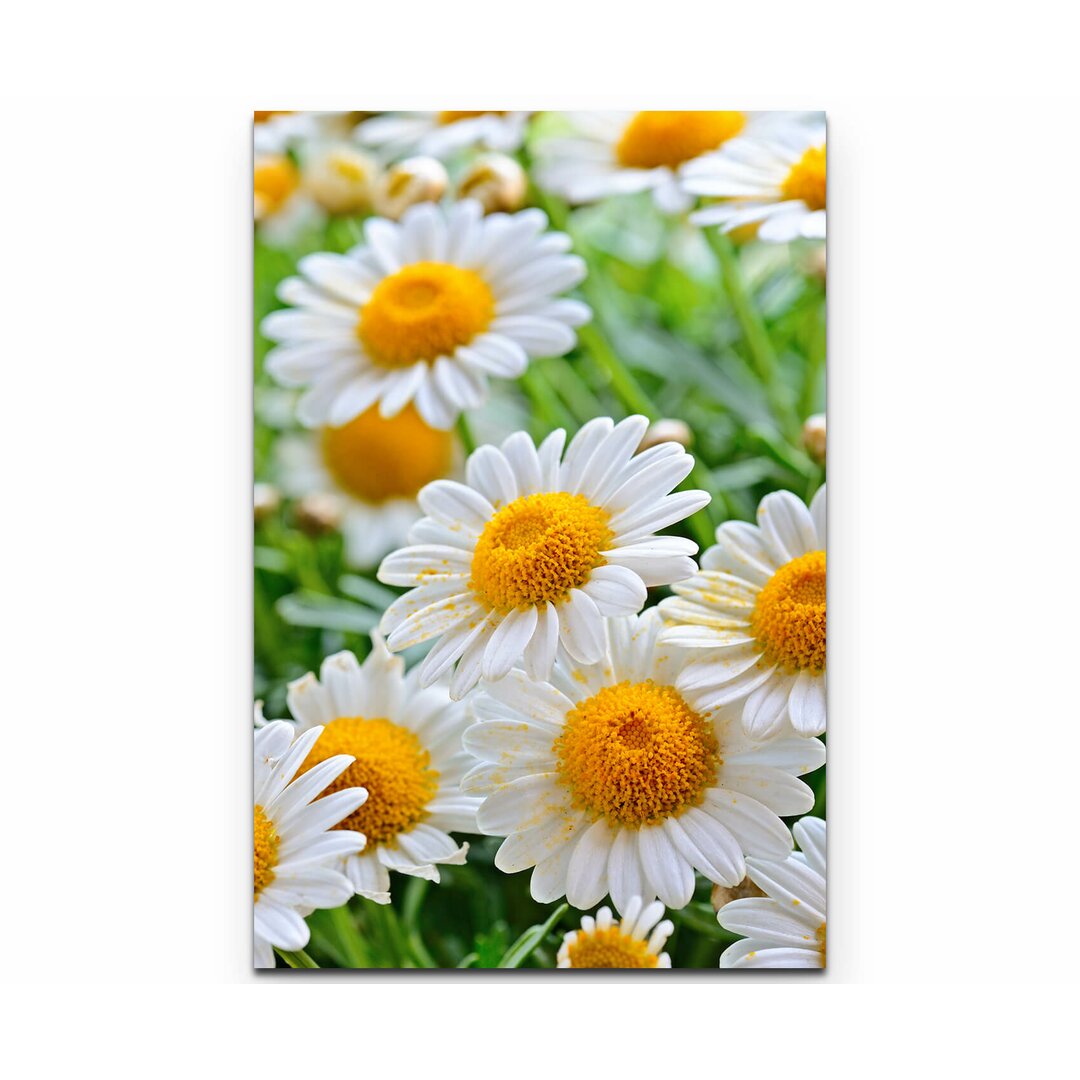 Leinwandbild Nahaufnahme Daisy Meadow