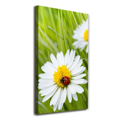 Daisies - Wrapped Canvas Print