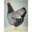 Reproduction sur toile Wyandotte