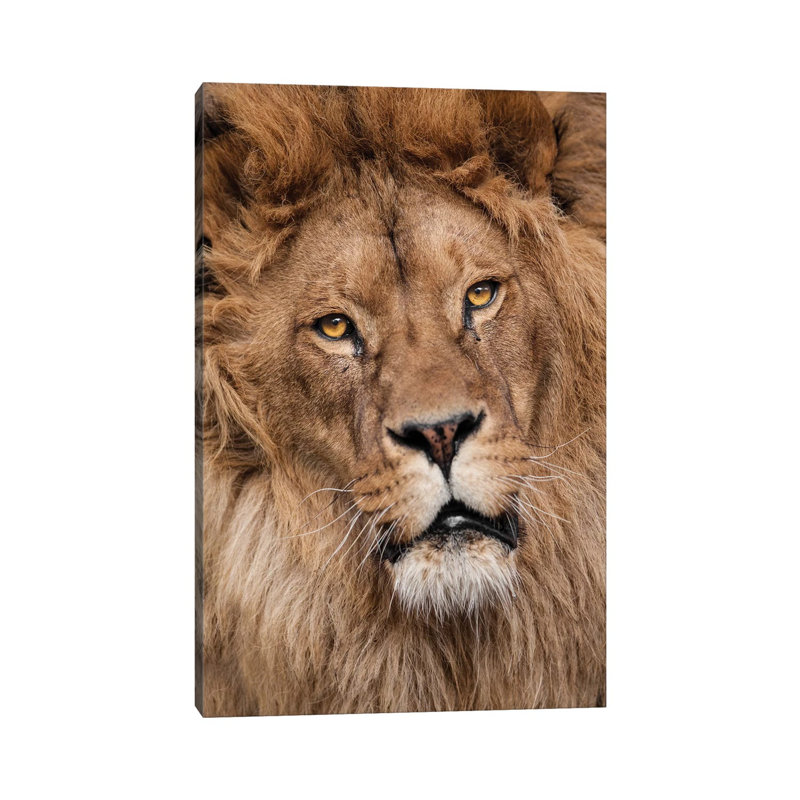 Lion II by Goran Anastasovski - Wrapped Canvas Print, 20.32 cm H x 30.48 cm W