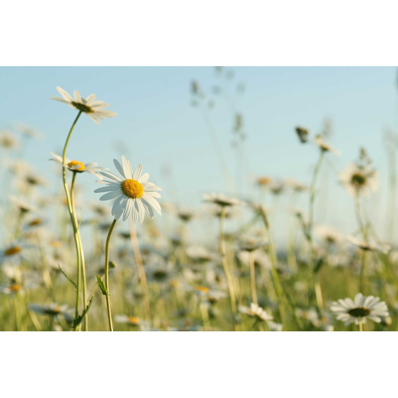 «Daisies» par Aniszewski - Photographie sur toile tendue, L 12 po x H 8 po