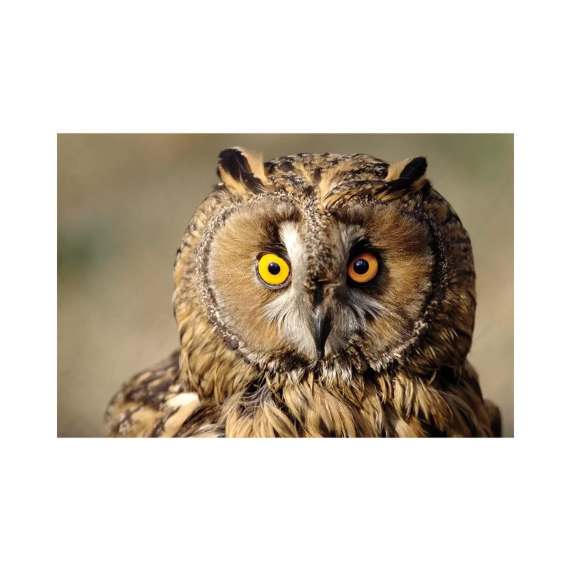 Owl by Goran Anastasovski - Wrapped Canvas Print, 30.48 cm H x 45.72 cm W