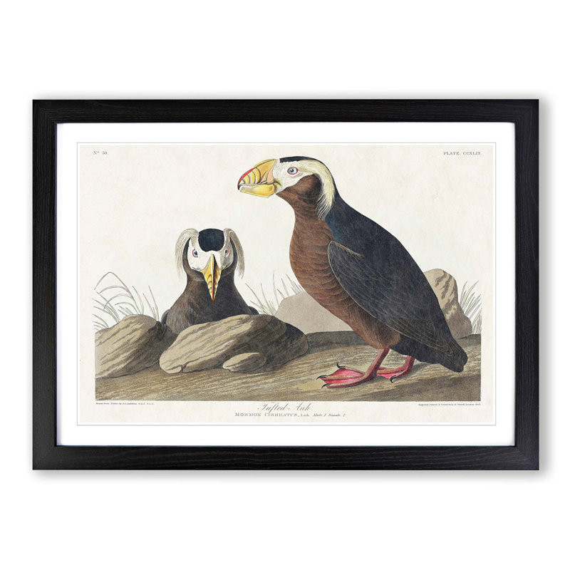 Tufted Puffin Bird by John James Audubon - Picture Frame Painting Print on MDF, 48cm H x 65cm W x 2cm D, Black Framed