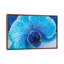Blue Orchid III by Glauco Meneghelli - Print on Canvas-1669395843-1669395840