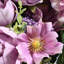 Ensemble de roses assorties-1578291877