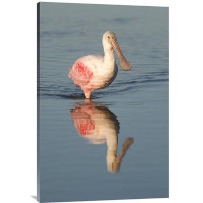 " Roseate Spoonbill Wading " Print