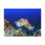 Chasse de seiche sur un récif de corail, art mural animal-56000597