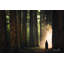 «Ruben II» par Martin Podt - reproduction imprimée-919269509-887668030
