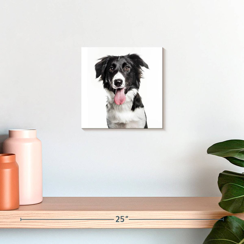 Border Collie, H 10 po x l 10 po