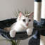 Cellestine 68.1'' H Cat Tree-1392743692