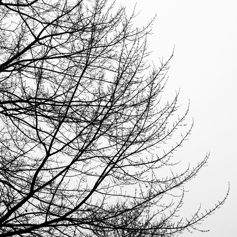 Tree Silhouette II Black On White by David Pollard - Wrapped Canvas Art Prints, 30cm H x 30cm W