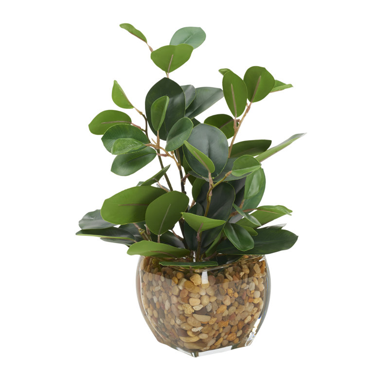 Branche de ficus oriental dans un cube de verre