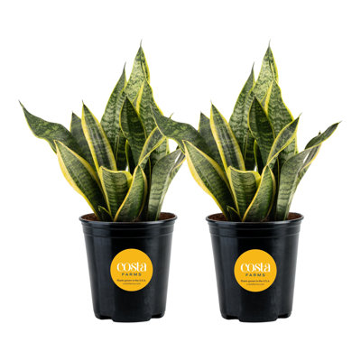 Live Snake Plant in Nursery Pot