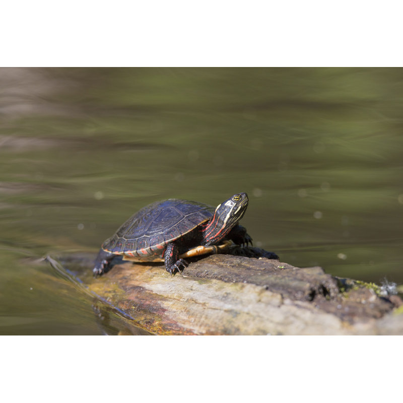 «Defelice Turtle in Spring» par Mirceax - photographie sur toile tendue, H 32 po x l 48 po