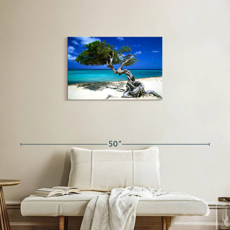 Divi Divi arbre Aruba Petites Antilles, H 20 po x l 30 po
