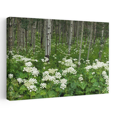 Arbre Yarrow et Aspen le long de la route gothique, mont Crest Butte, Gunnison County, Colorado, États-Unis