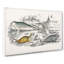 Various Seals XLVII by Oliver Goldsmith - Wrapped Canvas-55370035