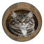  Tapis lavable Celtic Shorthair Cats-2131829674