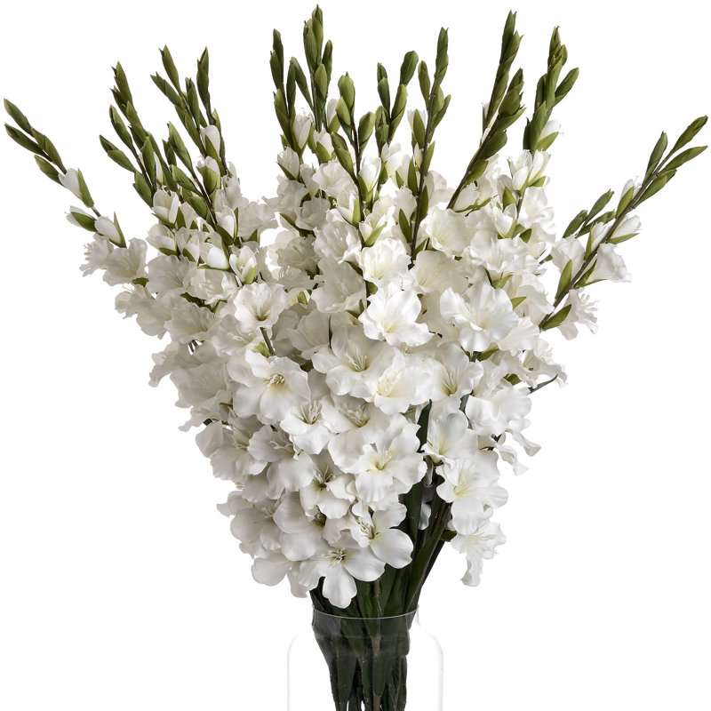 Anastasija Arrangement